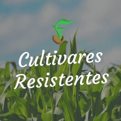 Cultivares Resistentes