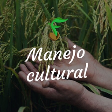 Manejo cultural- Ácaros Tetranychus sp. (ácaro rajado e vermelho)