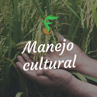 Manejo Cultural