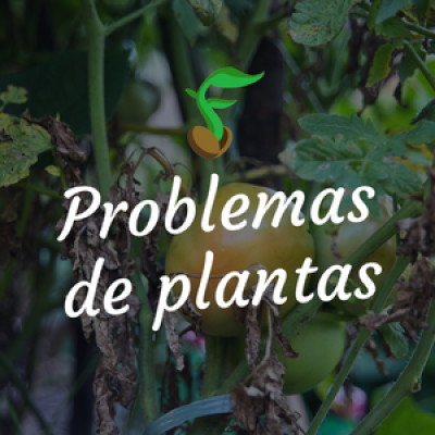 Problemas de plantas