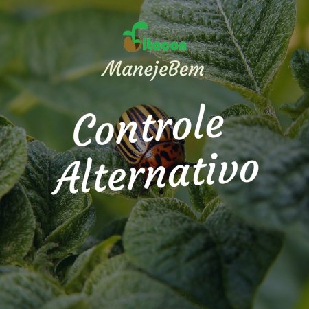 [Controle Alternativo] Pulgões, lagartas e vaquinhas