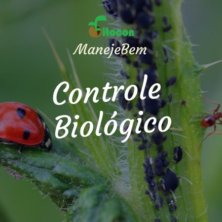 [Controle Biológico]  Moleque da Bananeira