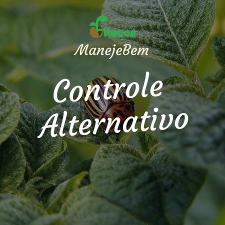 [Controle Alternativo] Patógenos vasculares árvores frutíferas - Pasta de argila e camomila