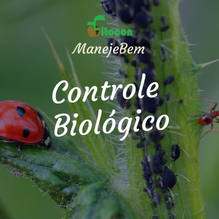 [Controle Genético] Moleque da bananeira