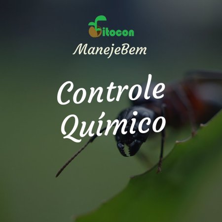 [Controle Químico] Estrelinha do Citros - Colletotrichum acutatum