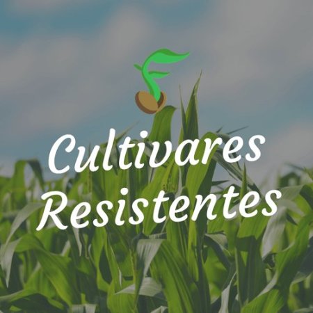 [Manejo Genético] Gomose - P. parasitica e P. citrophthora