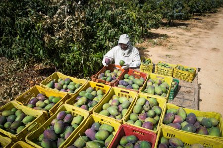 Manejo orgânico de doenças pós-colheita em frutas