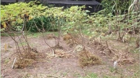 Métodos de controle de plantas daninhas no cultivo da mandioca