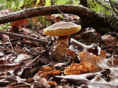 Bokashi – Adubação e controle de doenças vegetais veiculadas pelo solo 