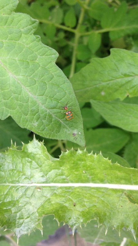 Controle ecológico da Vaquinha (Diabrotica speciosa)