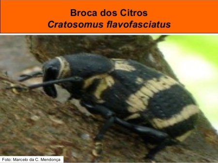 Como controlar a Broca do citrus
