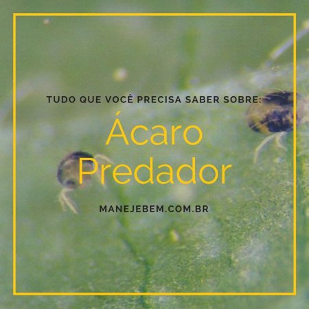 Tudo que você precisa saber sobre Ácaro predador