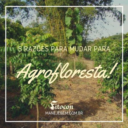 5 razões para mudar para Agrofloresta