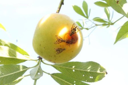 Produtos Fitossanitários com uso Aprovado para Agricultura Orgânica