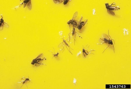 Armadilha para mosca branca e fungus gnats