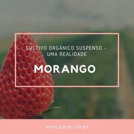Cultivo orgânico suspenso - Uma realidade