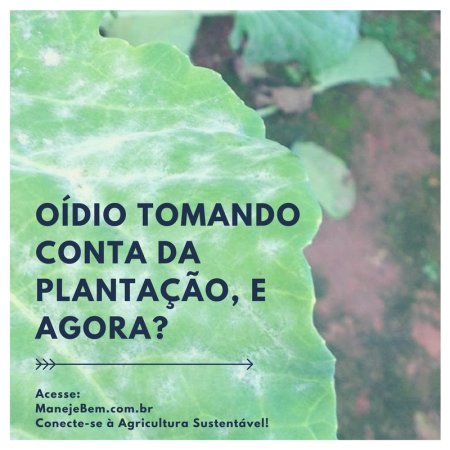 Oídio tomando conta da plantação, e agora?