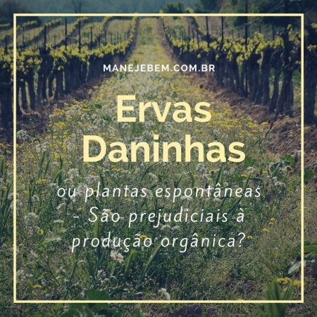 Ervas daninhas ou plantas espontâneas na produção orgânica