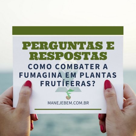 Como combater a fumagina em plantas frutíferas? 