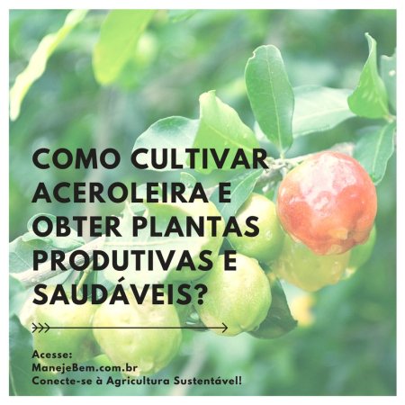 Como cultivar aceroleira e obter plantas produtivas e saudáveis?