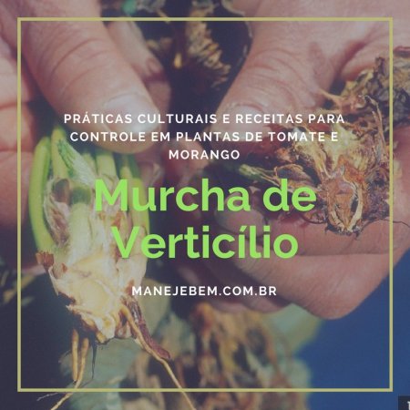 Controle da Murcha de Verticílio em Plantas de Tomateiro e Morangueiro