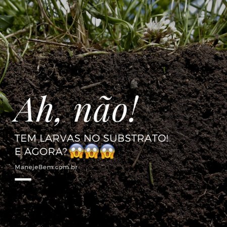 Ah não! Tem larvas no substrato e agora? Dicas de controle da larva alfinete