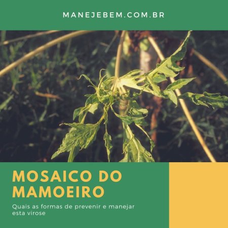  Dicas de Manejo Cultural para controle do Mosaico do Mamoeiro