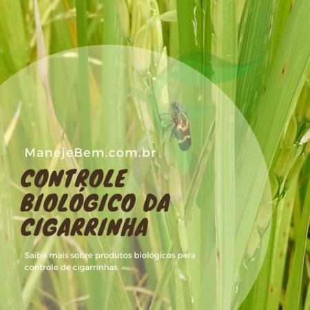 Controle da cigarrinha das pastagens através da aplicação do fungo Metarhizium anisopliae