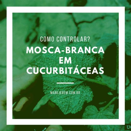  Como controlar mosca-branca em cucurbitáceas?