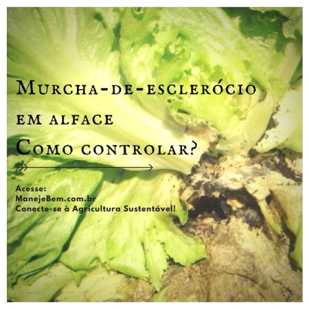 Murcha-de-esclerócio - identificação  e controle em alface