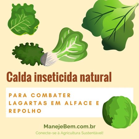 Inseticida natural para combater lagartas em alface e repolho