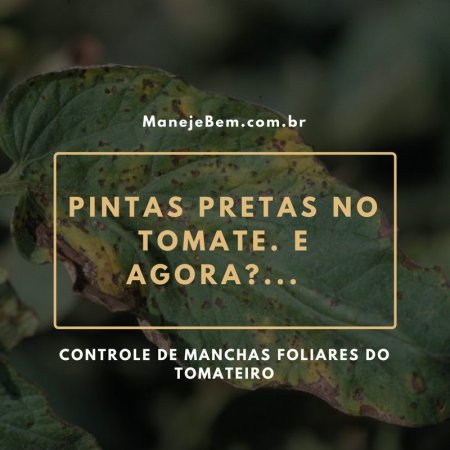 Pintas pretas no Tomate. E agora?...Controle de manchas foliares do tomateiro 