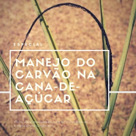 Especial Manejo do Carvão na Cana-de-açúcar