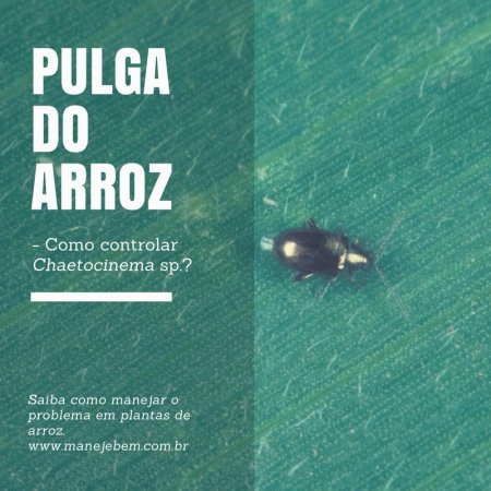 Como controlar a pulga do arroz?