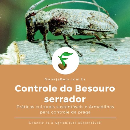 Controle do Besouro serrador - Práticas culturais sustentáveis e Armadilhas para controle da praga