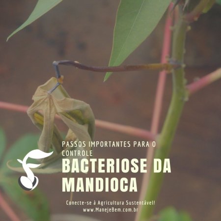 Passos importantes para o controle da bacteriose da mandioca