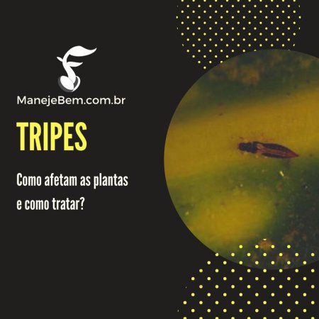 Tripes - Como afetam as plantas e como tratar?