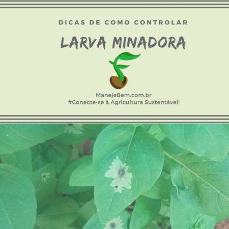 Dicas de como controlar a larva minadora do manjericão