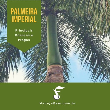 Principais Doenças e Pragas da Palmeira Real
