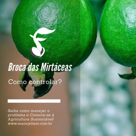 Broca das Mirtáceas - Como manter sua goiabeira livre do problema?