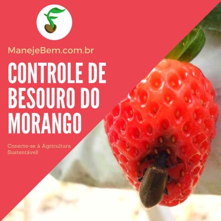Controle orgânico do besouro do morango 