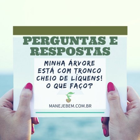 Minha árvore está com o tronco cheio de Liquens! O que faço?