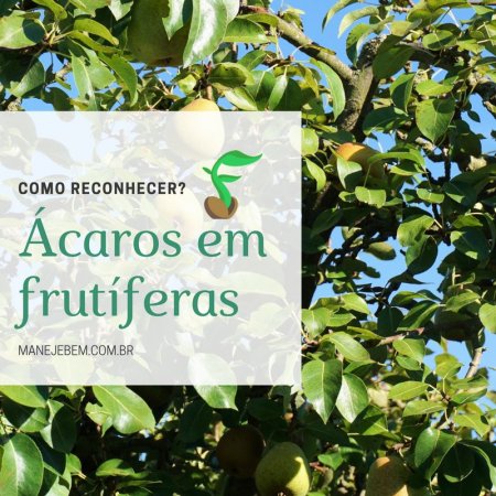  Ácaros em frutiferas - Como reconhecer?