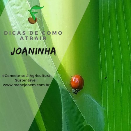Controle biológico de pragas: Dicas de como atrair Joaninhas