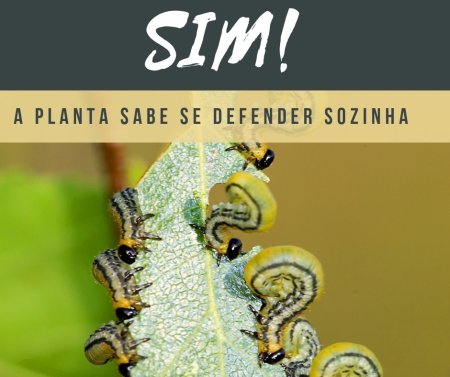 Ativação dos mecanismos de defesa das plantas - A melhor maneira de combater doenças e pragas
