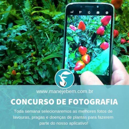 Concurso de fotografias ManejeBem