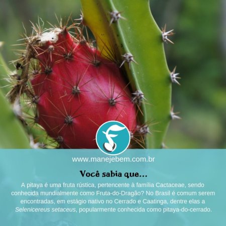 Pitaya do cerrado