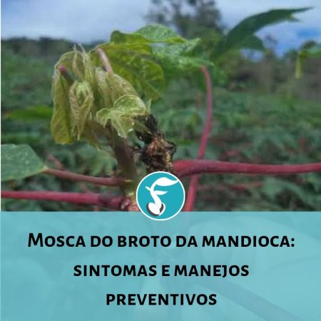 Mosca do broto da mandioca: Sintomas e manejo preventivo