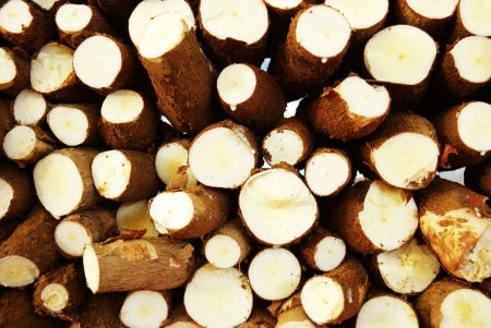 Variedades de mandioca que apresentam resistência