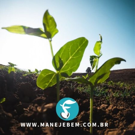 Adubação orgânica, saiba como preparar o bokashi e Microrganismos Eficientes